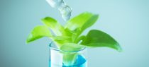 Registration of a Plant Variety Cannot be Revoked Until the Errors are Fundamental, Deliberate or Intentional