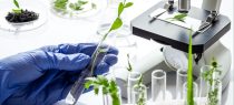 Void clause of plant varieties statute resurrected