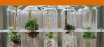 Is Prior Sale Of Variety Sufficient To Establish Proprietorship: Nuziveedu Seeds Vs Advanta Enterprises Answers